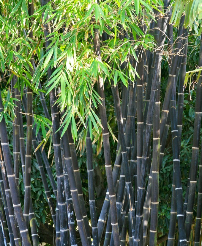 black bamboo